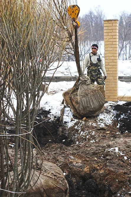 Весенняя посадка деревьев