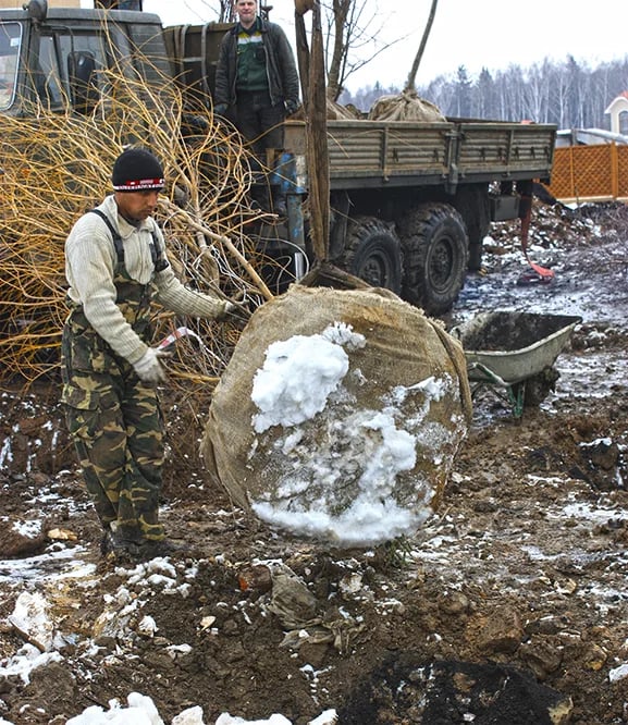 Посадка дерева ивы плакучей