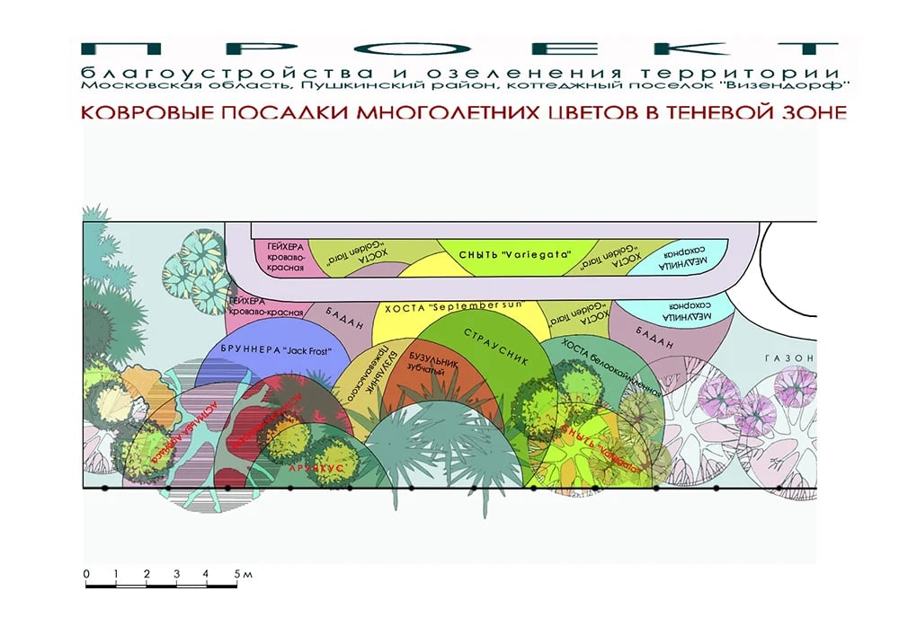 План ковровых посадок теневыносливых многолетников в Визендорфе