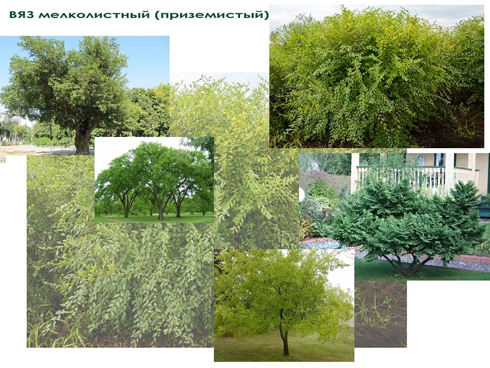 Проект дачного участка - ВЯЗ приземистый мелколистный