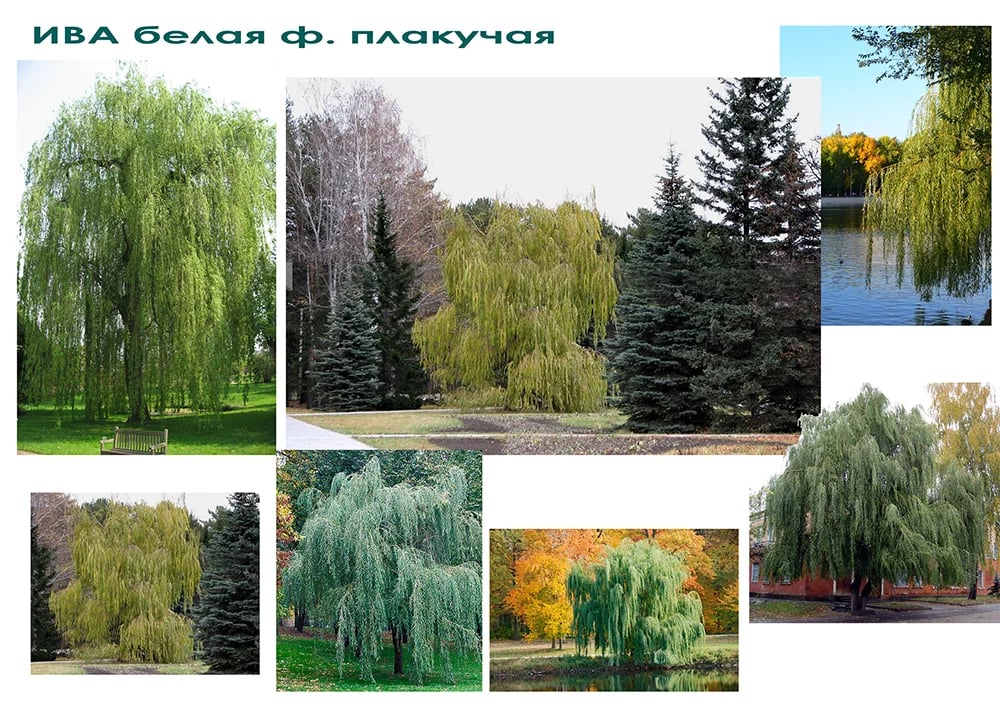 Дизайн дачного участка - видеоряд к дендроплану -ИВА белая плакучая