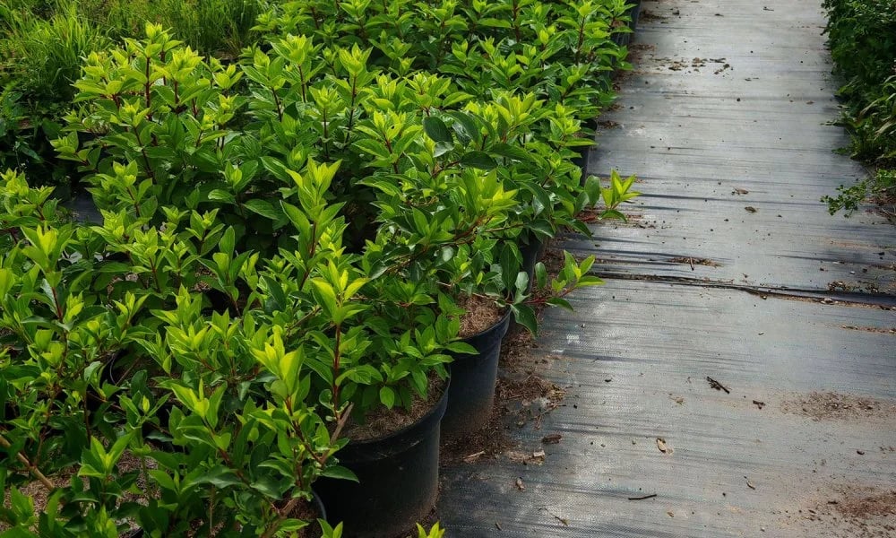 Питомник
