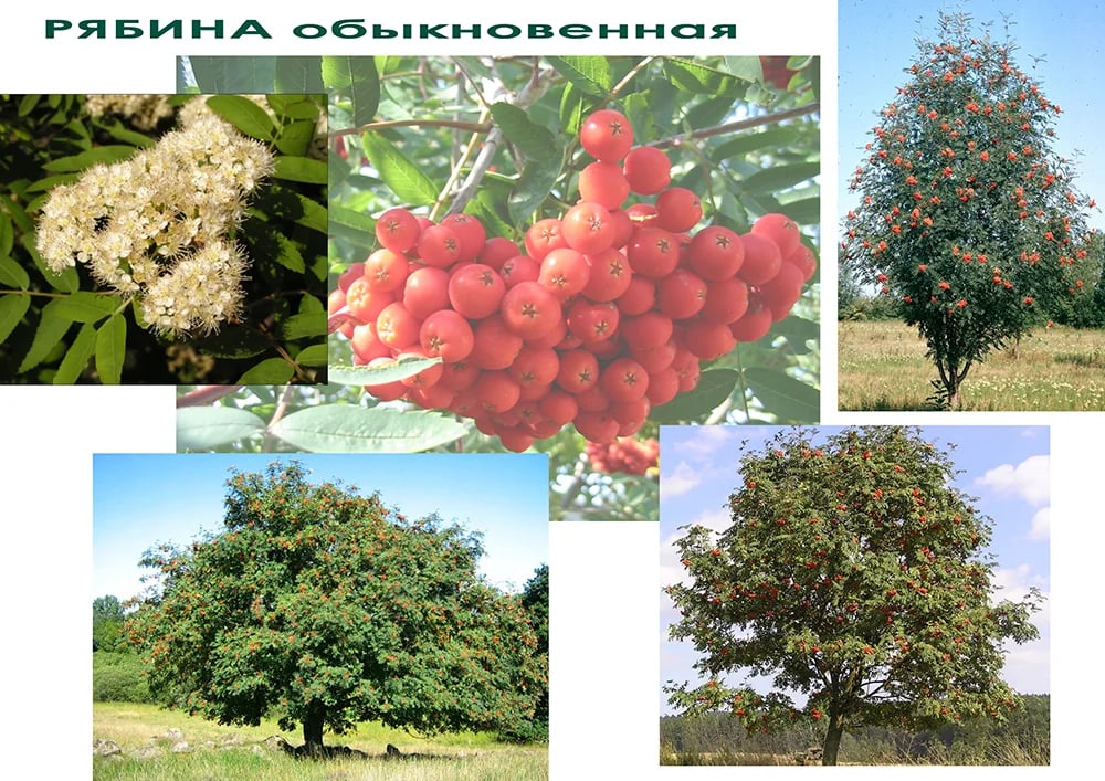 Проект участка - ПОДОСНОВА