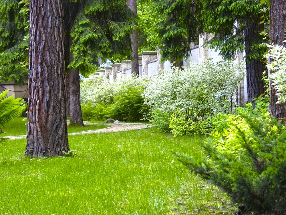 Дизайн лесного участка