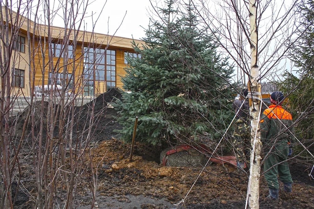 Посадка деревьев завершена